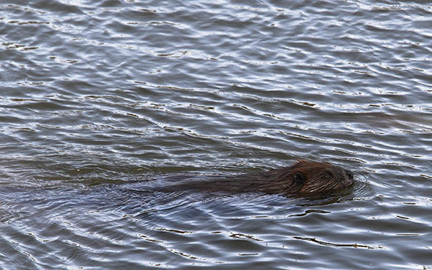Beaver